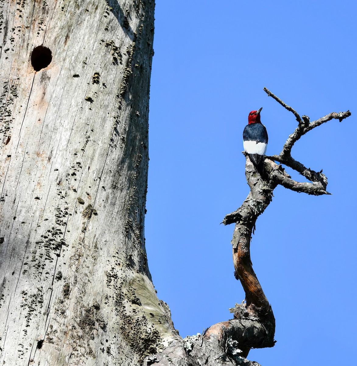 Red-headed Woodpecker - Renee Rusk