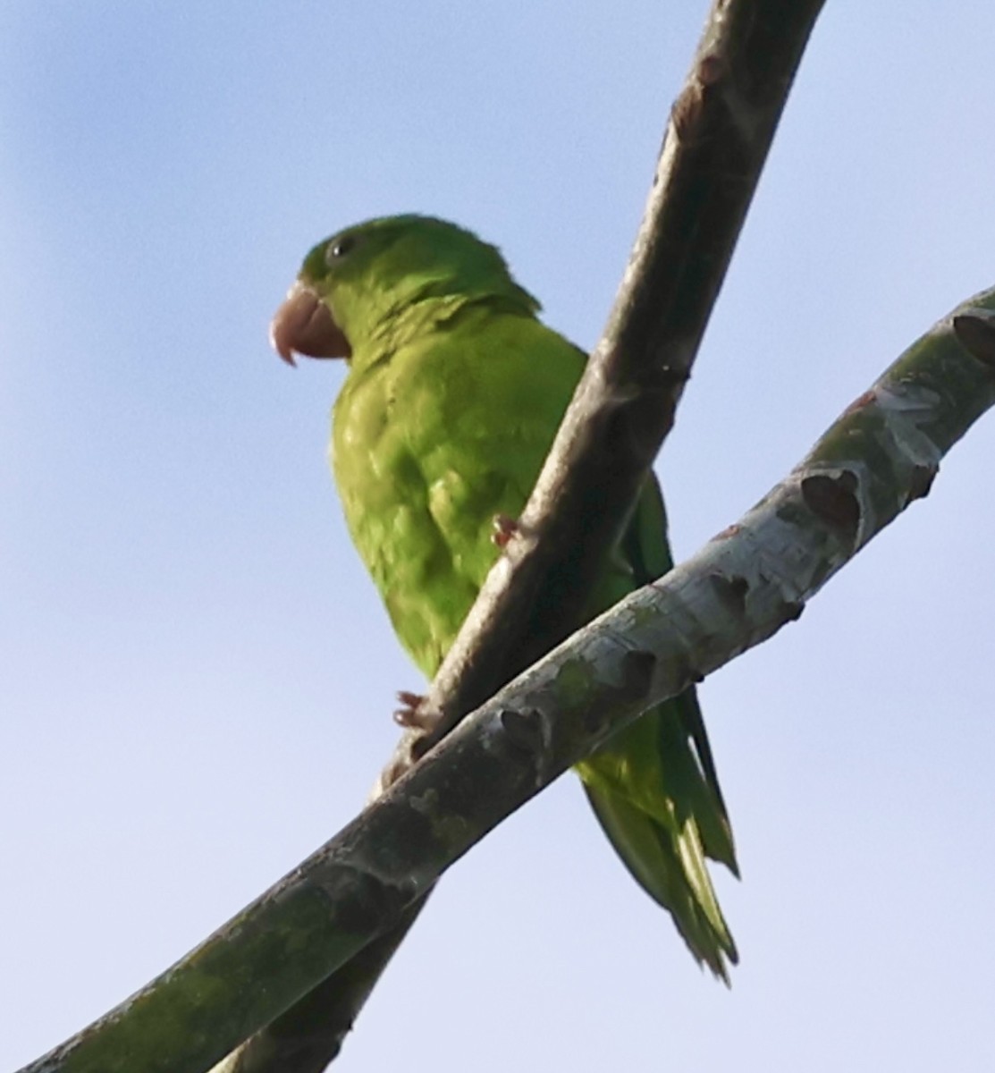 White-fronted Parrot - Debbie Crowley
