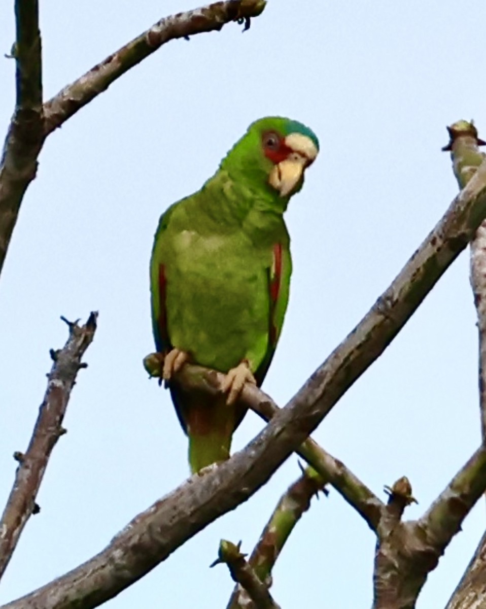White-fronted Parrot - ML618825881