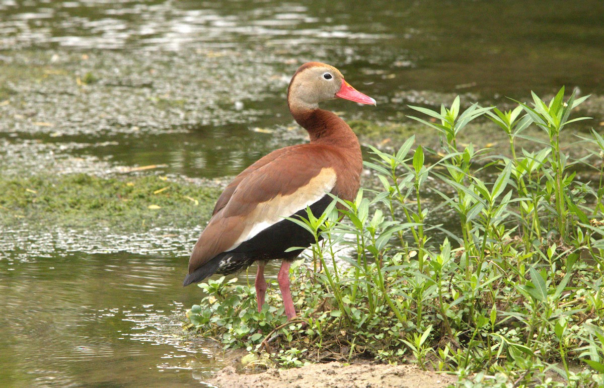 Black-bellied Whistling-Duck - Craig Browning