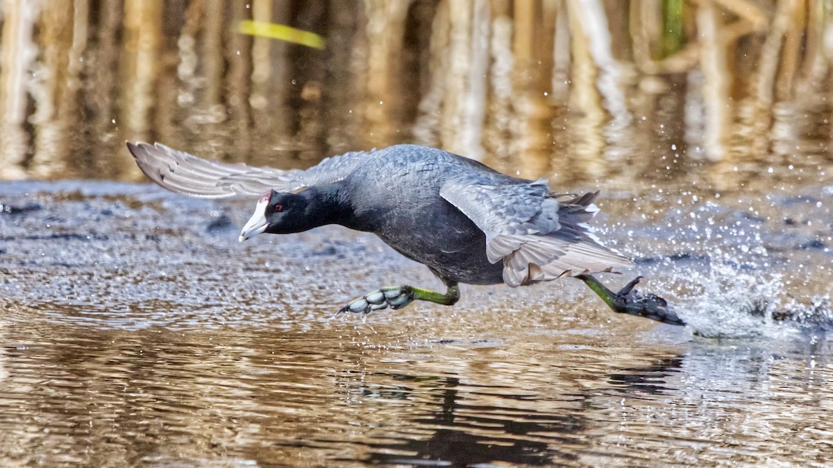 American Coot (Red-shielded) - ML618826051