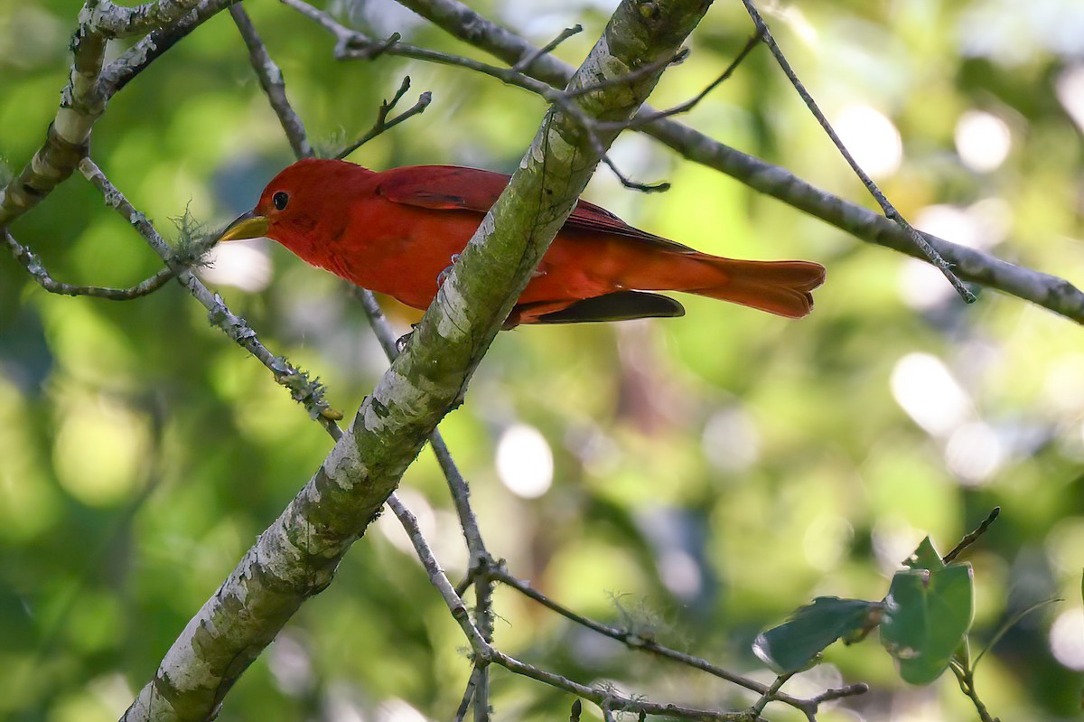 Summer Tanager - Renee Rusk