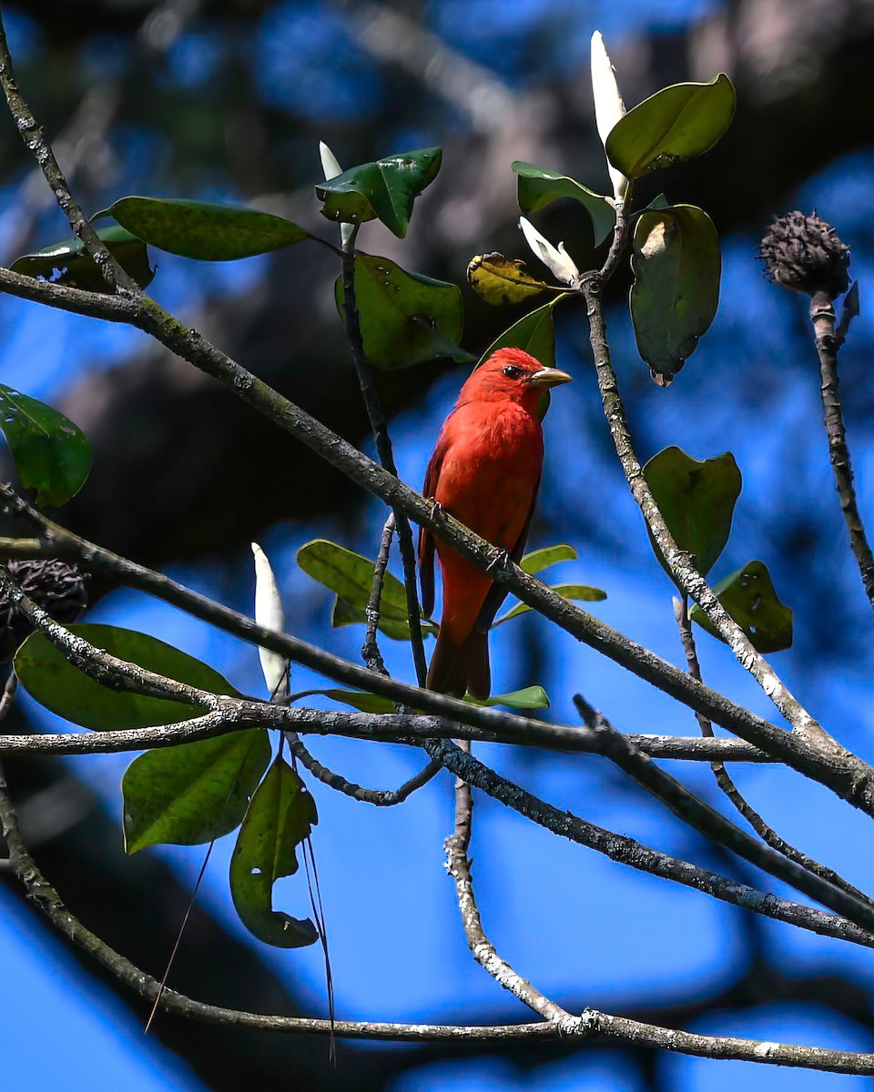 Summer Tanager - Renee Rusk
