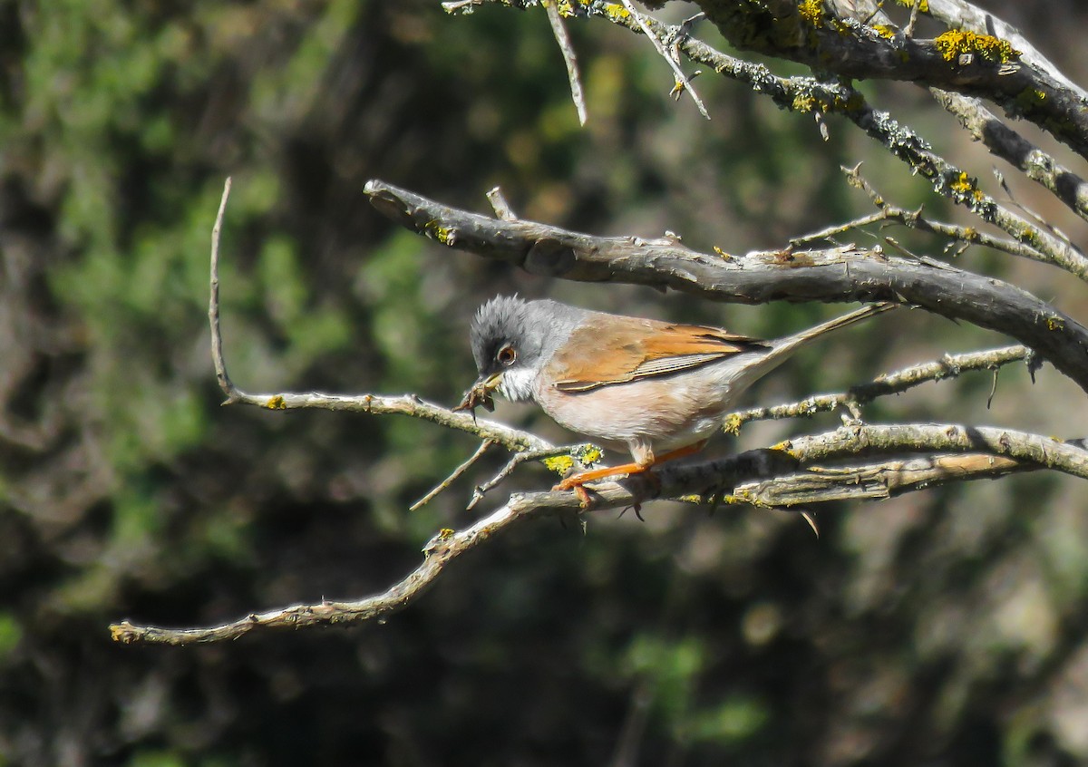 Spectacled Warbler - ML618826072