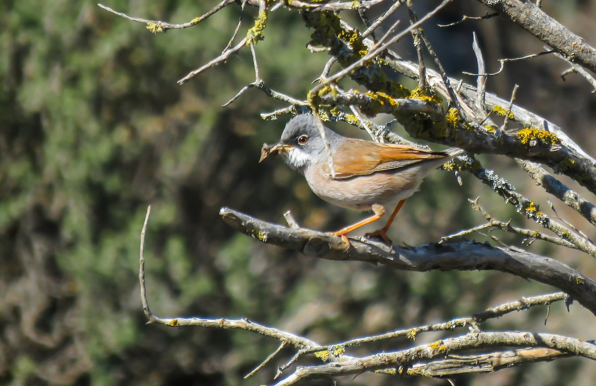 Spectacled Warbler - ML618826073