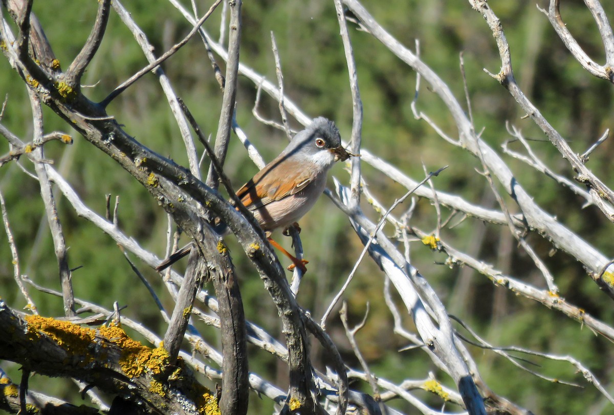 Spectacled Warbler - ML618826074
