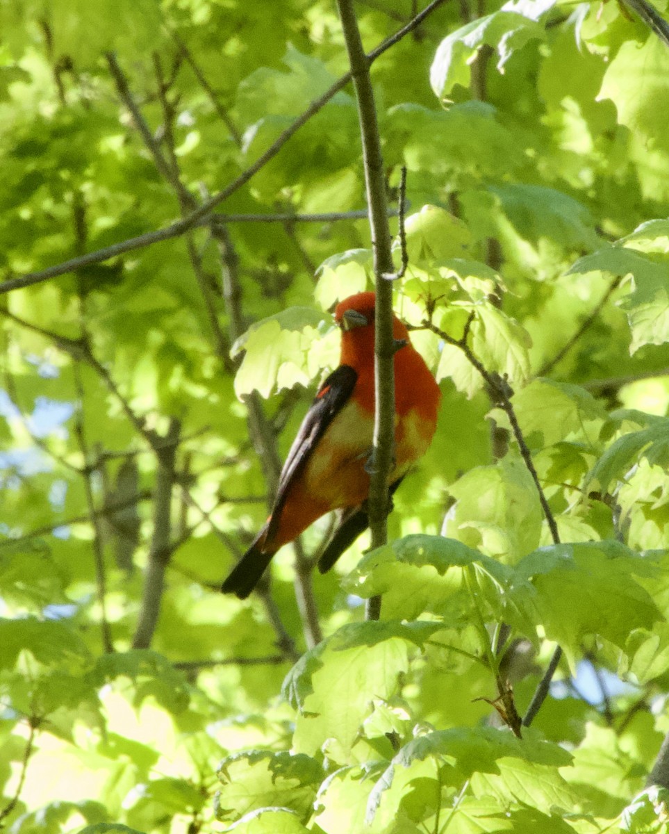 Scarlet Tanager - ML618826084