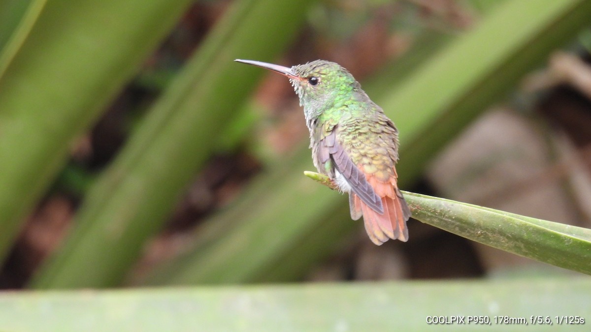 Rufous-tailed Hummingbird - Nelva de Daly