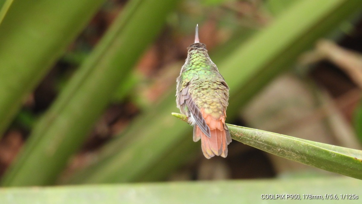 Rufous-tailed Hummingbird - ML618826088