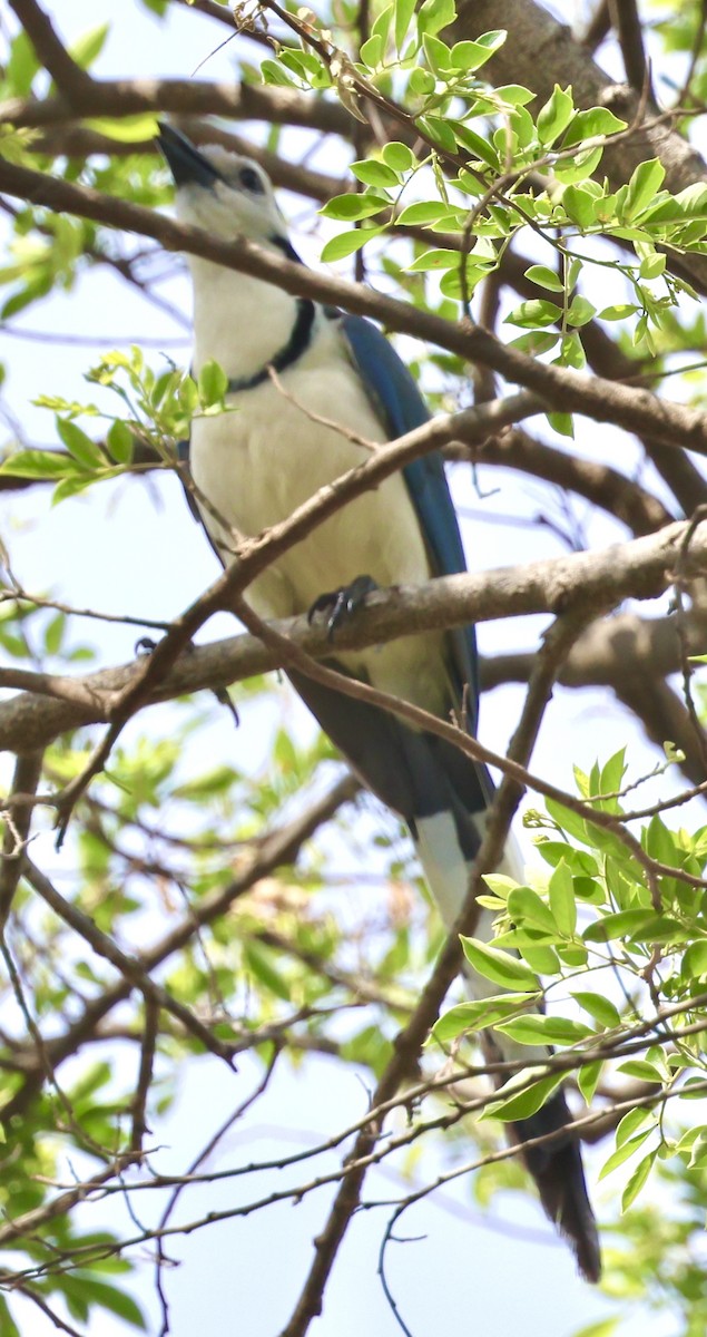 White-throated Magpie-Jay - ML618826098