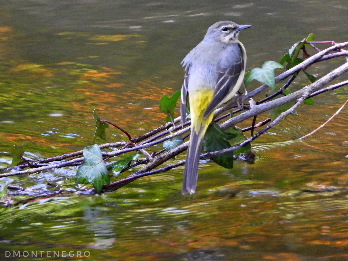 Gray Wagtail - Diego Montenegro