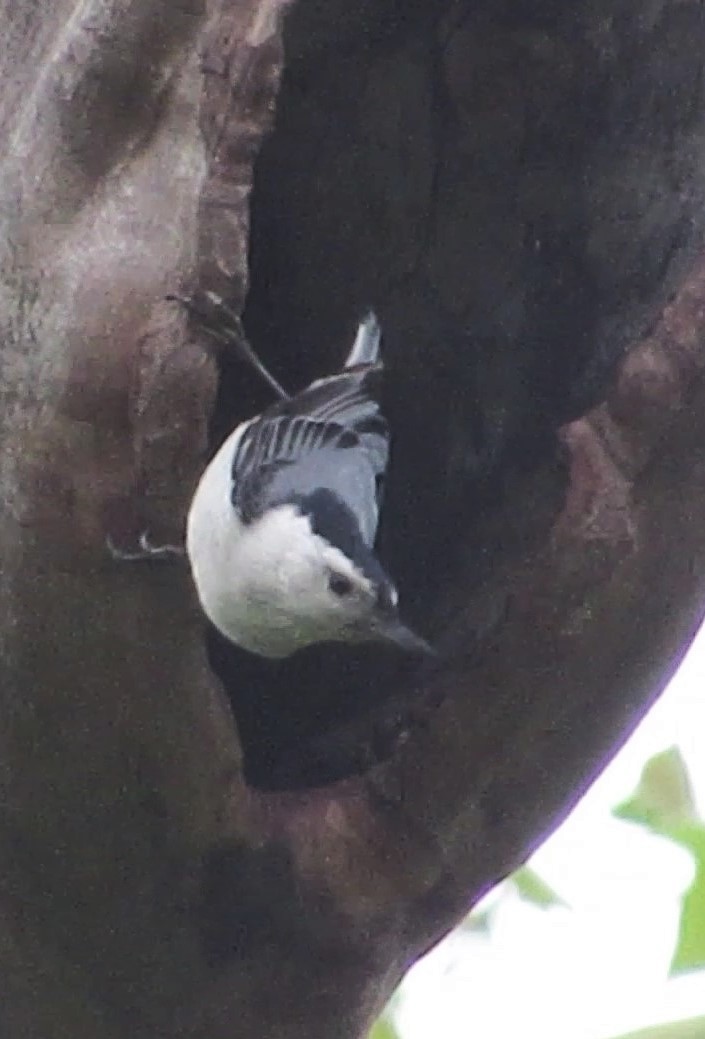 White-breasted Nuthatch - Fred Kachmarik