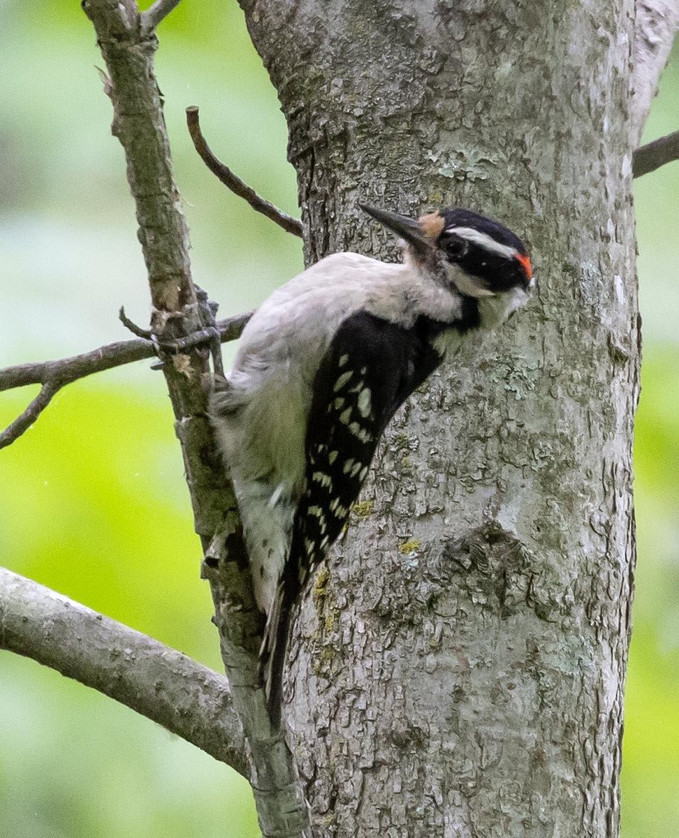 Downy Woodpecker - ML618826139