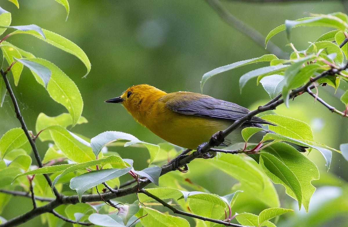 Prothonotary Warbler - Janis Stone