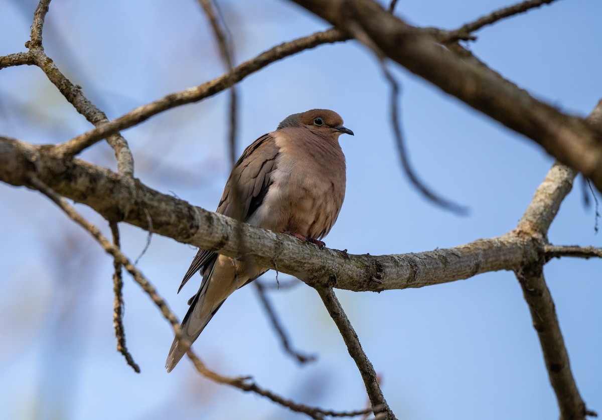 Mourning Dove - Marilyn White