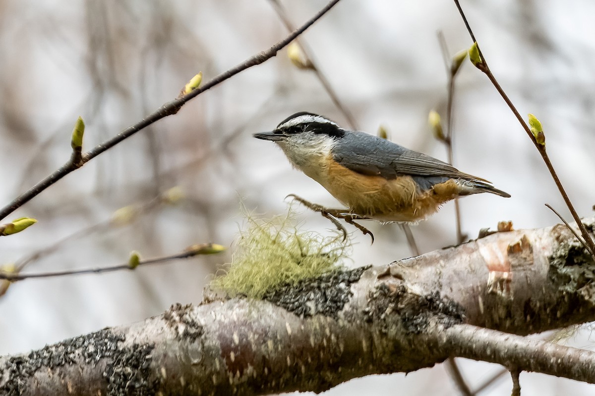 Red-breasted Nuthatch - ML618826228