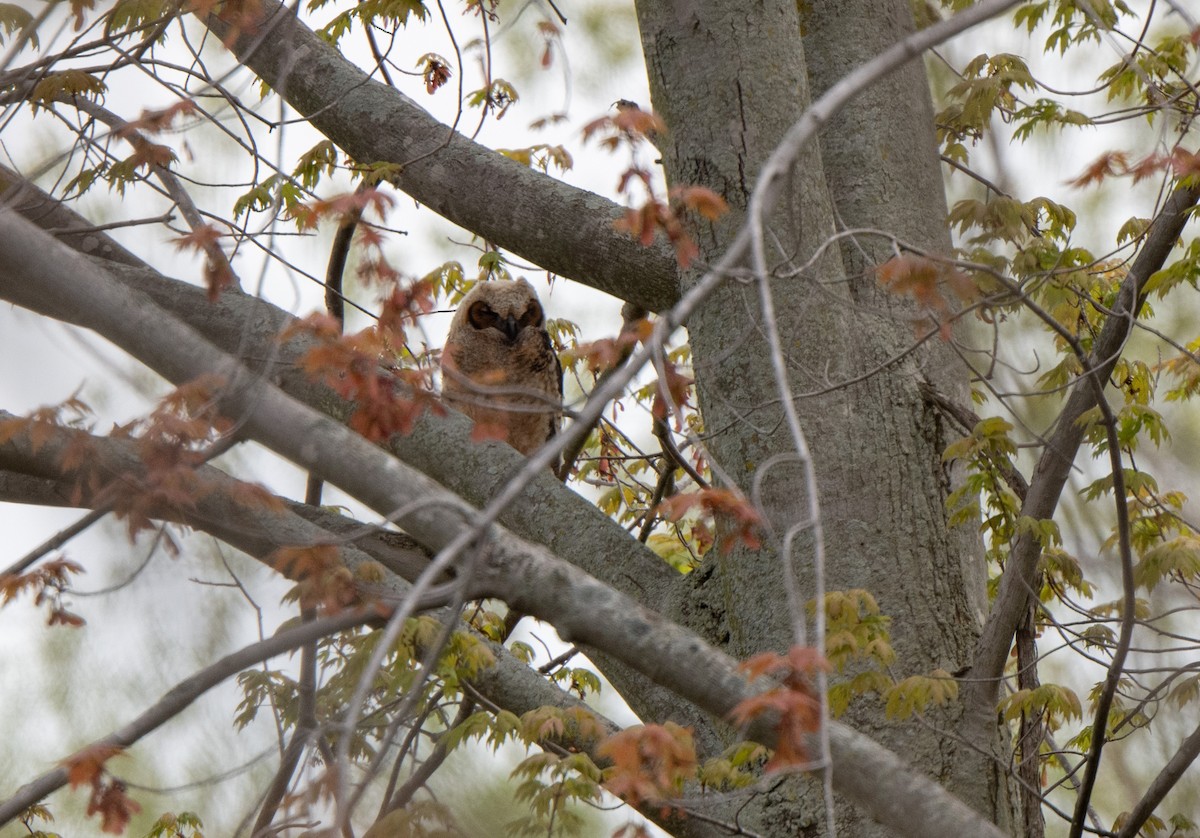 Great Horned Owl - Marilyn White