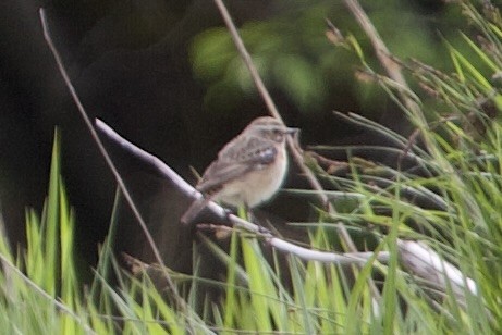 Whinchat - ML618826262