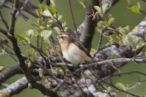 Whinchat - ML618826264