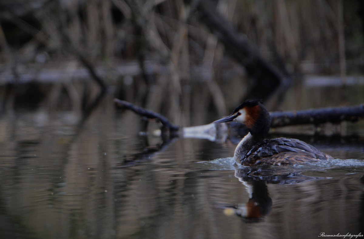 Great Crested Grebe - ML618826272