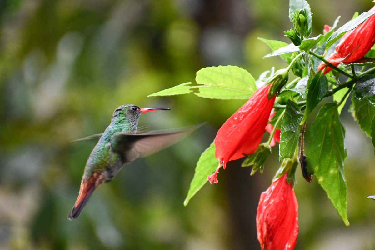 Rufous-tailed Hummingbird - ML618826314