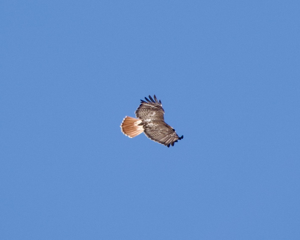 Red-tailed Hawk - Clem Nilan