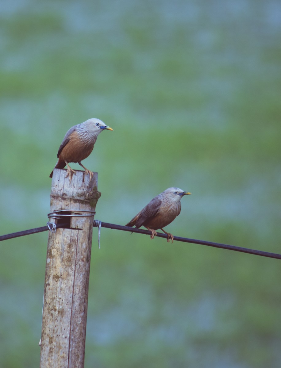 Chestnut-tailed Starling - ML618826335