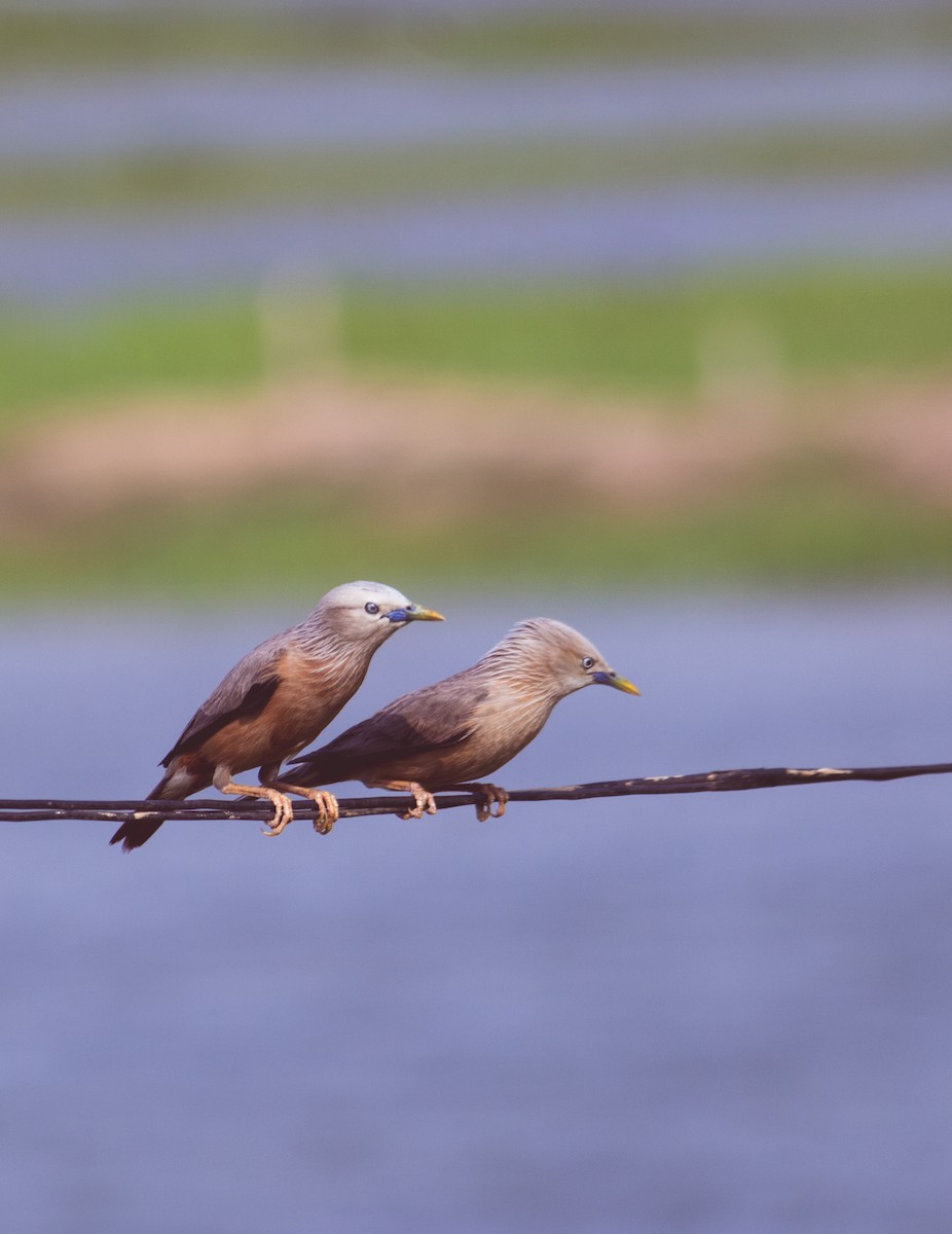 Chestnut-tailed Starling - Dipankar Dev