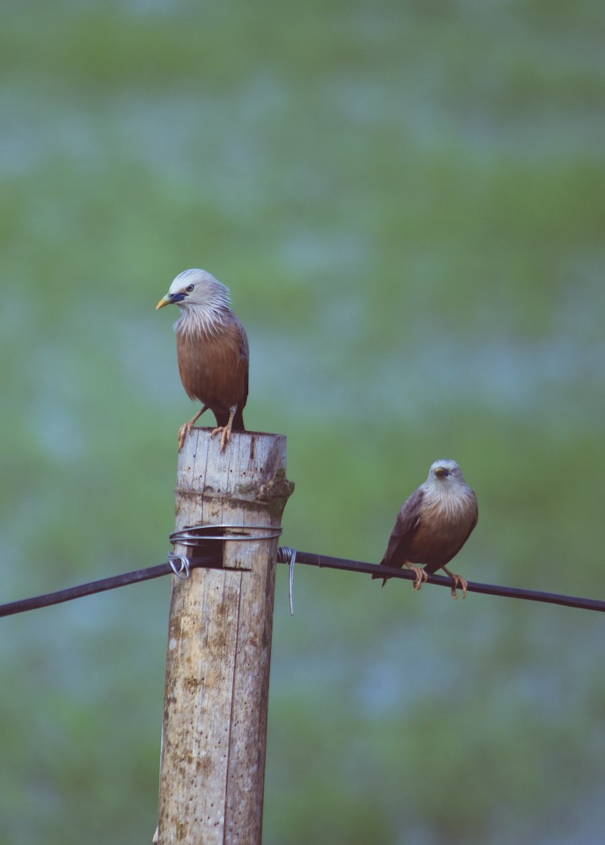 Chestnut-tailed Starling - ML618826337
