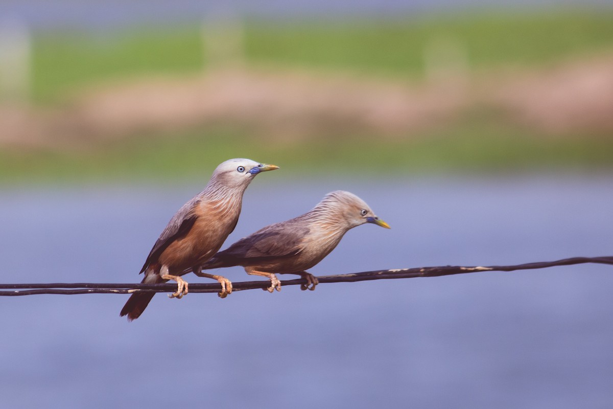Chestnut-tailed Starling - ML618826338