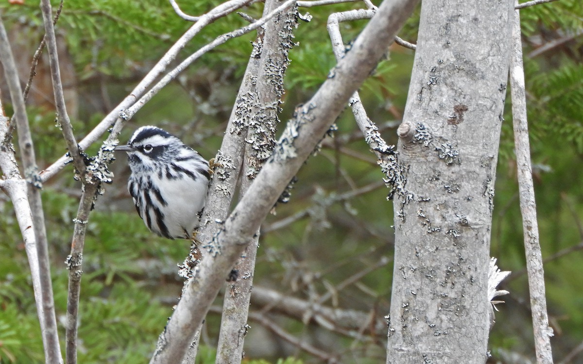 Black-and-white Warbler - ML618826352
