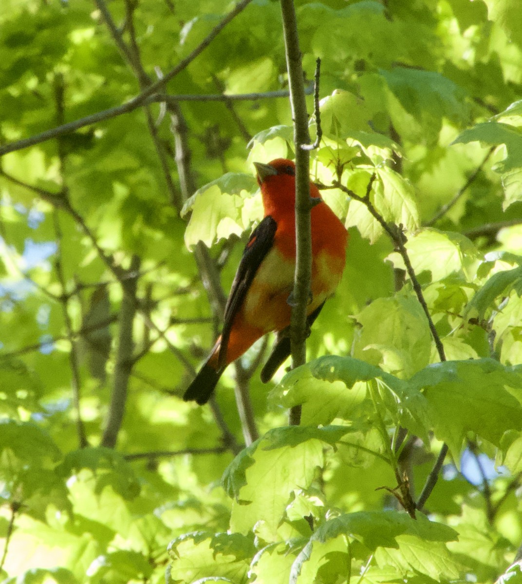 Scarlet Tanager - ML618826354