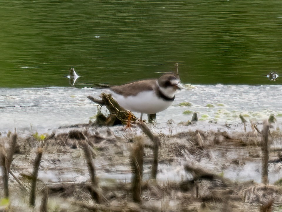 Semipalmated Plover - ML618826365