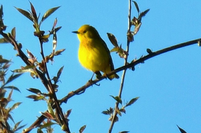Yellow Warbler - Anonymous User