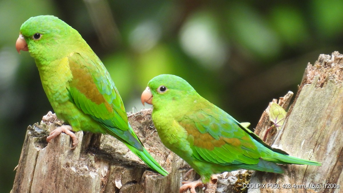 Orange-chinned Parakeet - Nelva de Daly