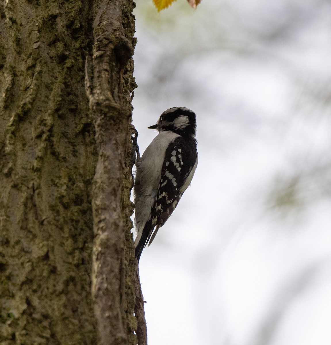 Downy Woodpecker - ML618826383