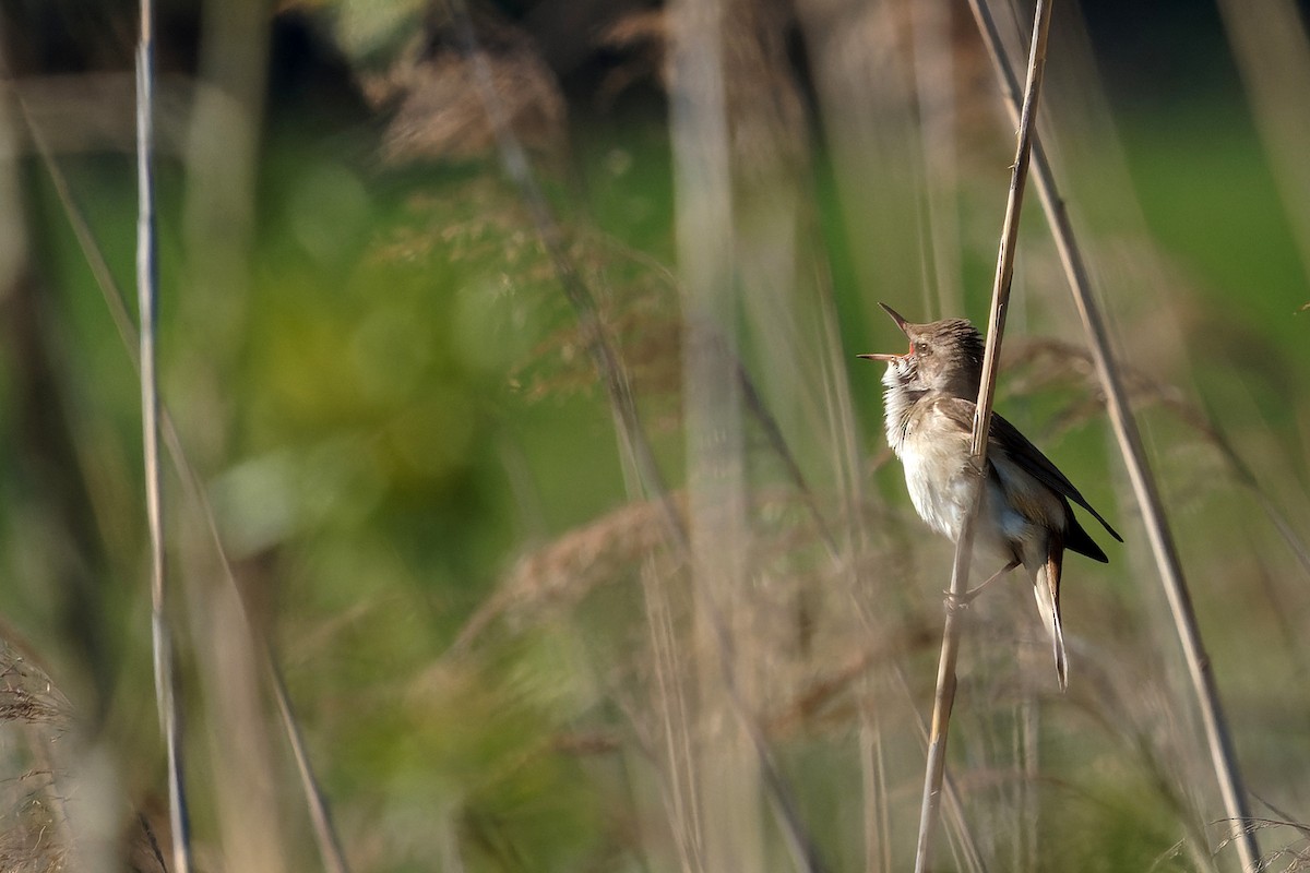 Great Reed Warbler - Luboš Klikar