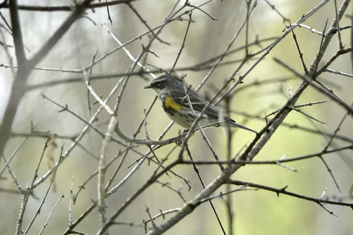 Yellow-rumped Warbler - ML618826388