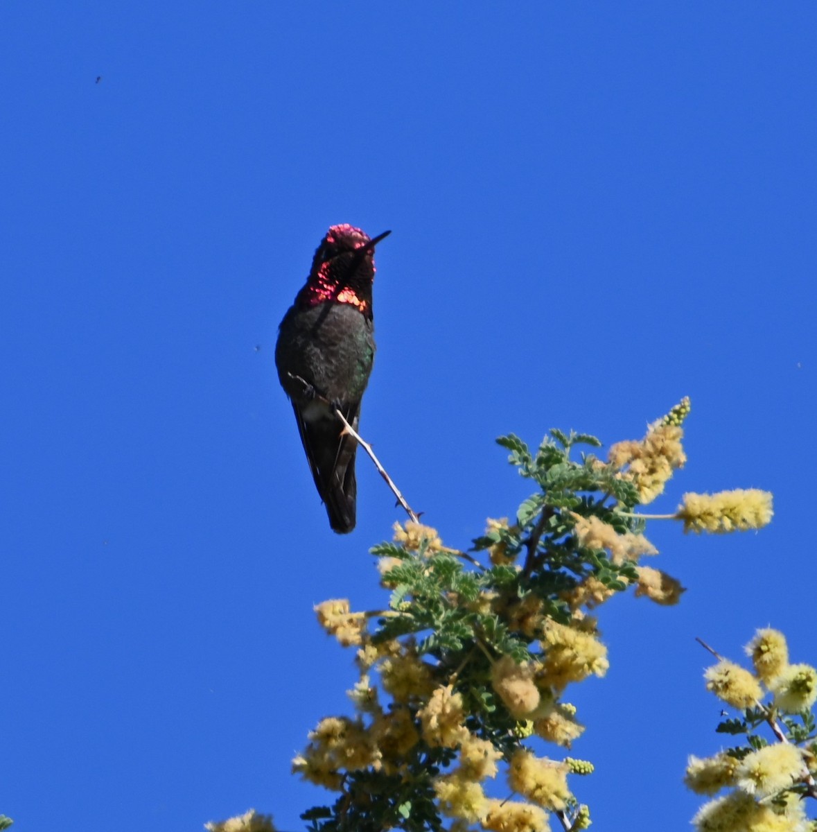 Anna's Hummingbird - Bonda Sek