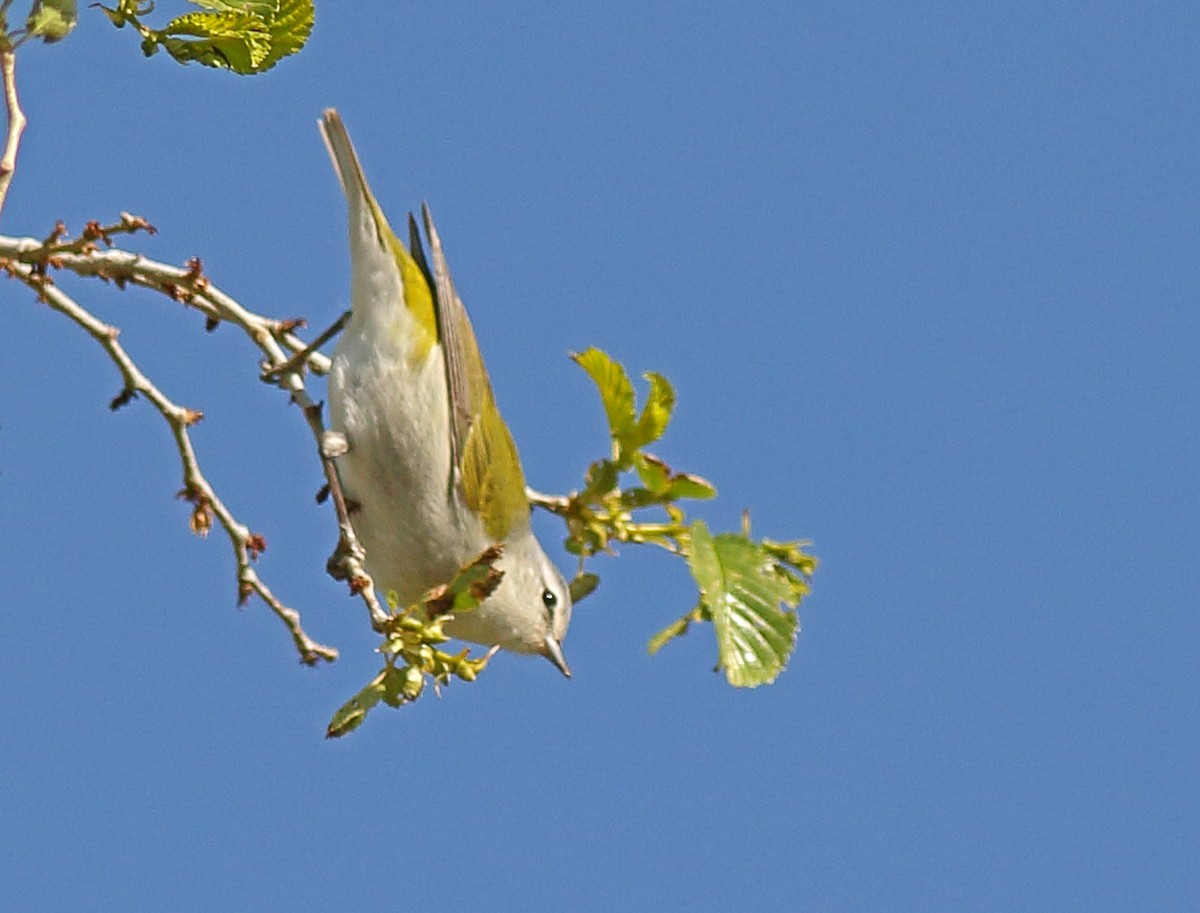 Tennessee Warbler - Robb Hinds