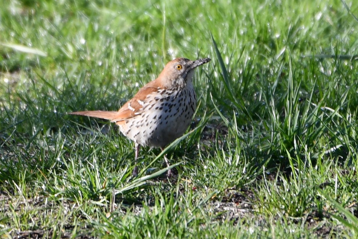 Brown Thrasher - Anonymous User