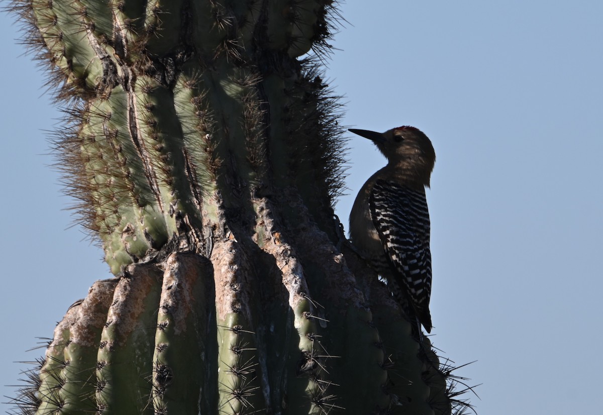 Pic des saguaros - ML618826435