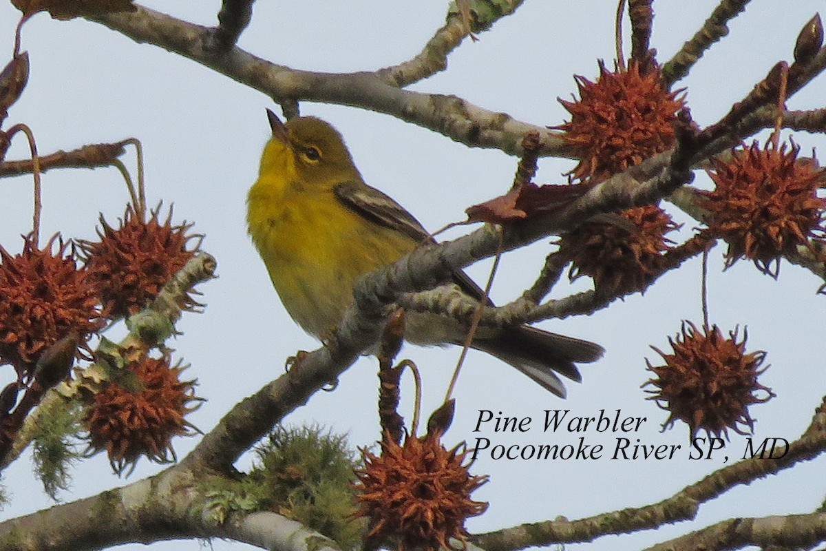 Pine Warbler - ML618826472