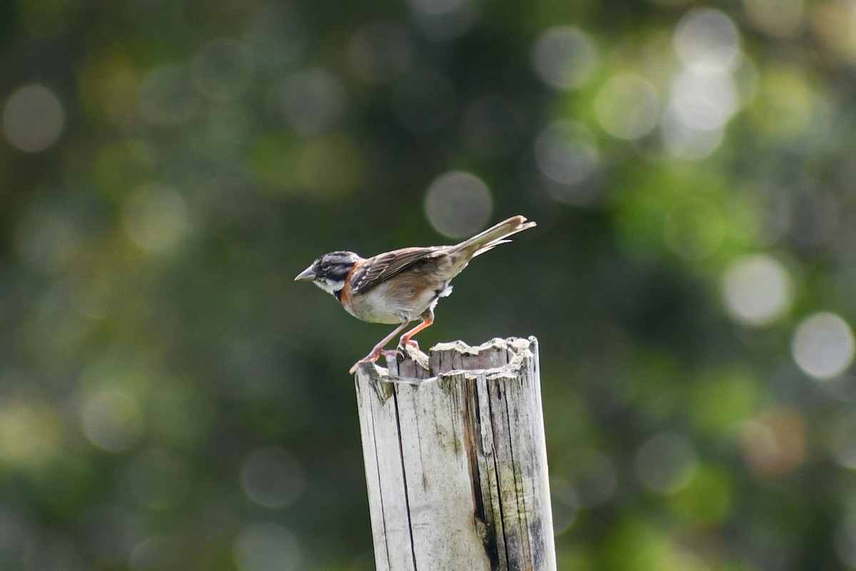Rufous-collared Sparrow - Erisaldo Sierra esparza