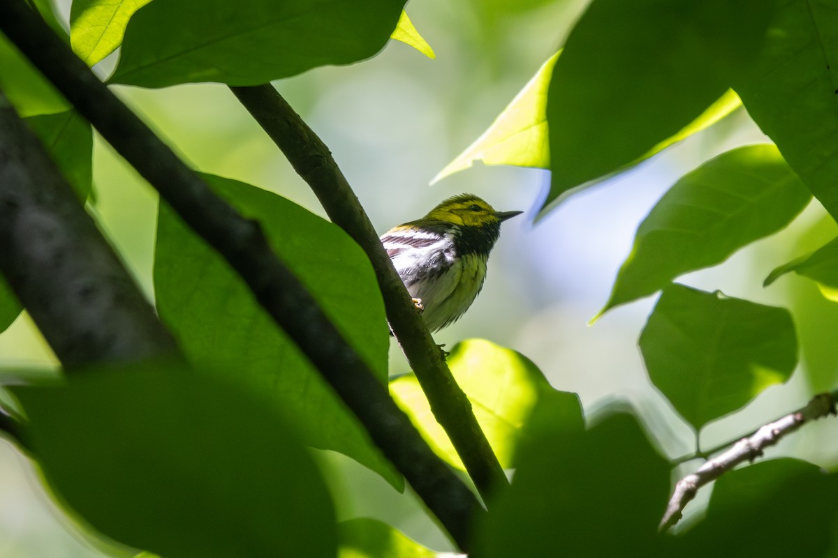 Black-throated Green Warbler - Emily Smith