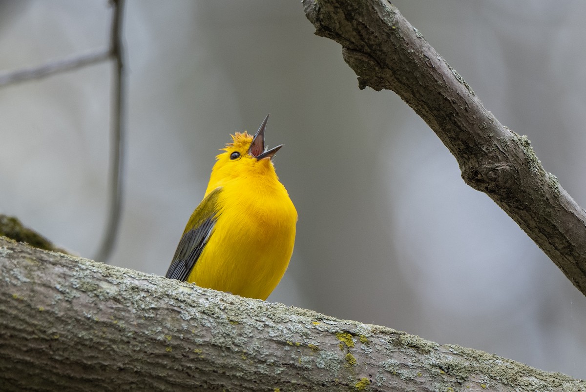 Prothonotary Warbler - Marilyn White