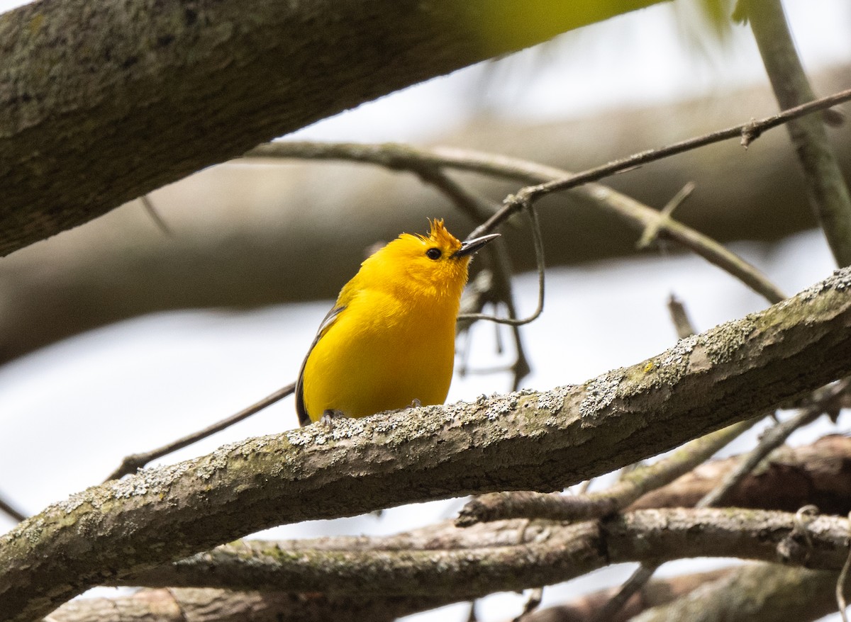 Prothonotary Warbler - Marilyn White
