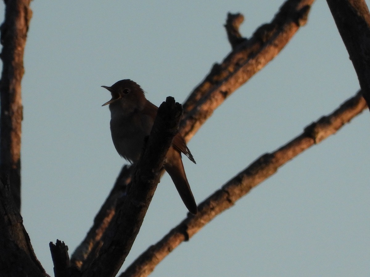 Common Nightingale - Ricardo Moral