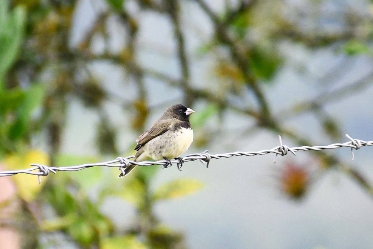 Yellow-bellied Seedeater - ML618826645