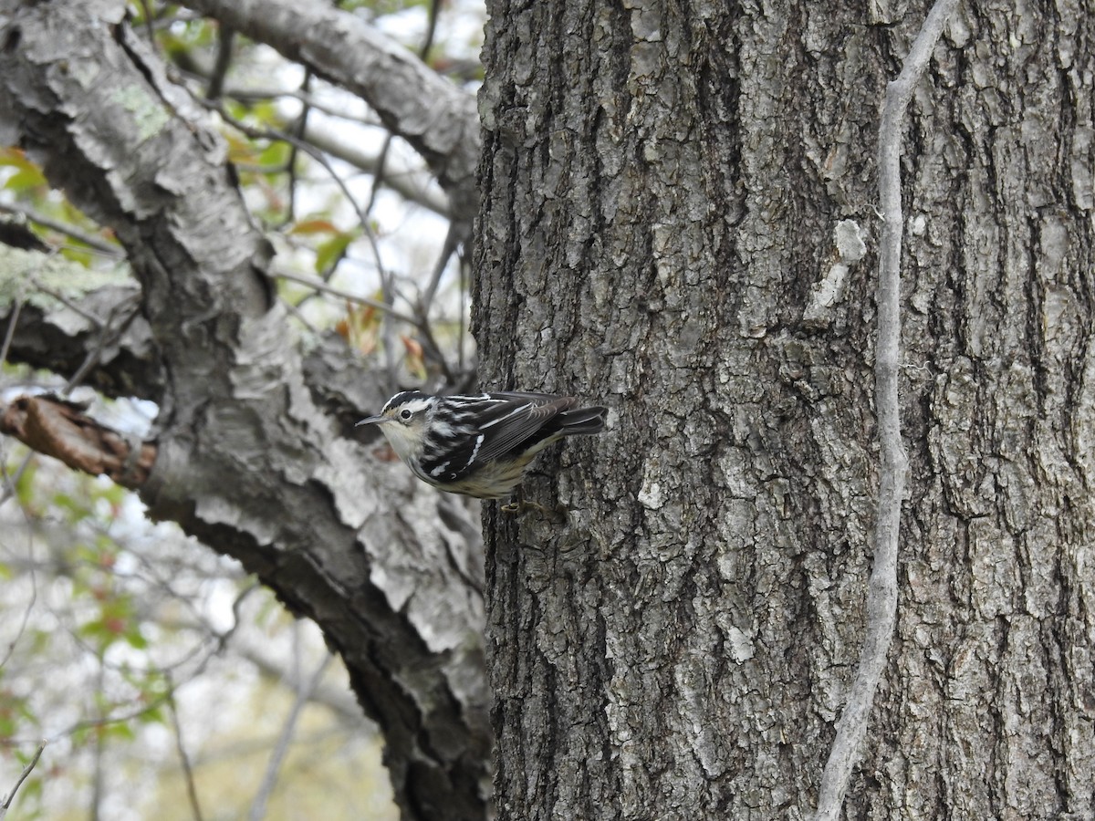 Black-and-white Warbler - ML618826679